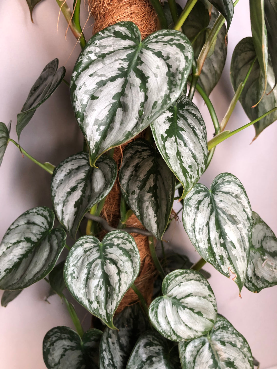 Philodendron Brandtianum