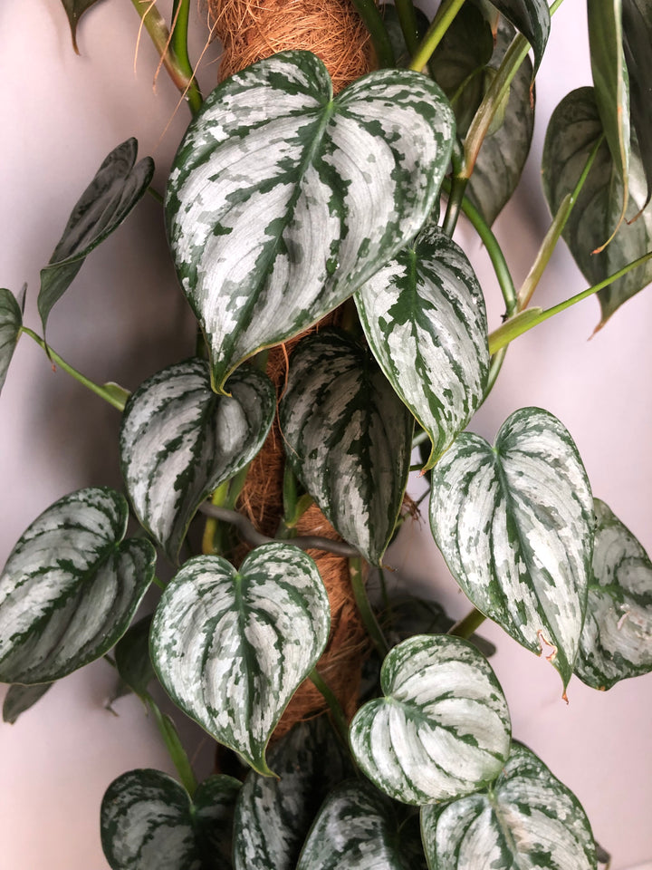 Philodendron Brandtianum