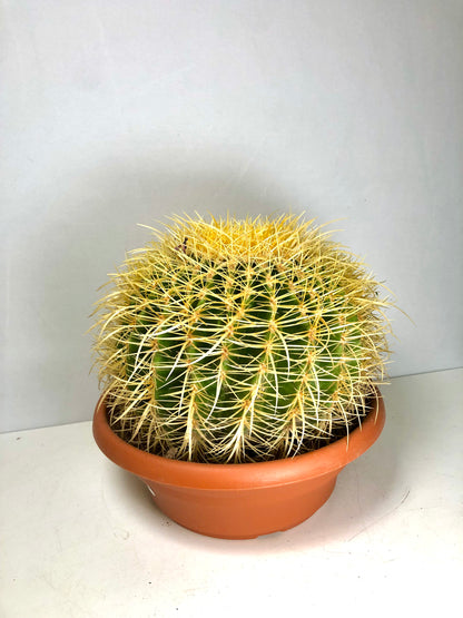 Echinocactus Grusonii - Golden barrel cactus