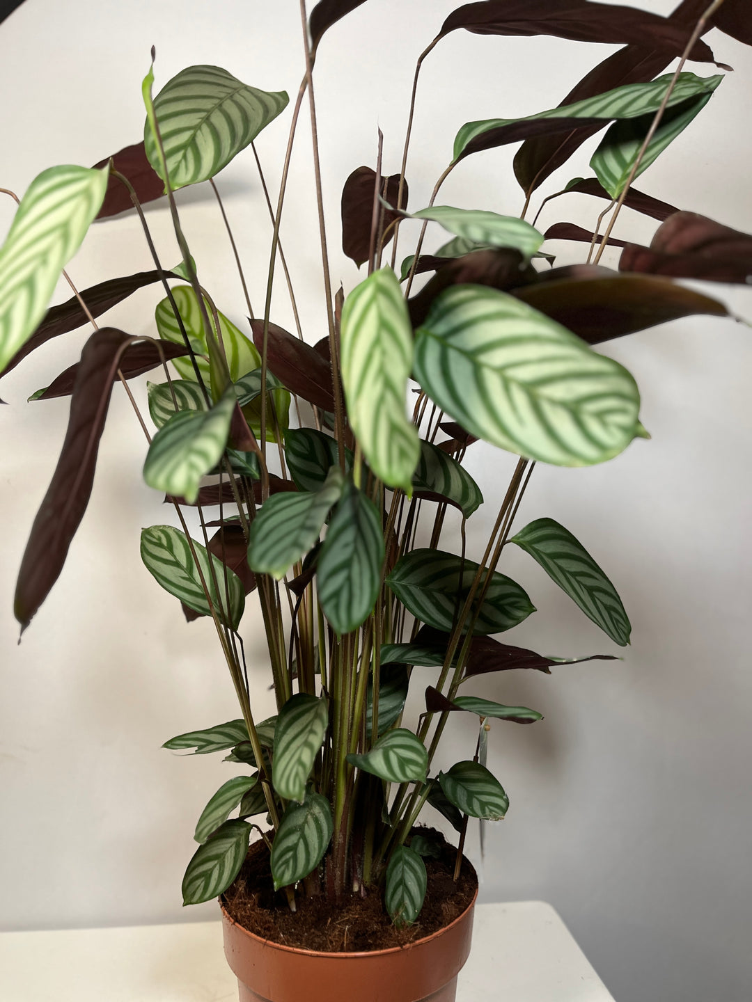 Ctenanthe Compactstar