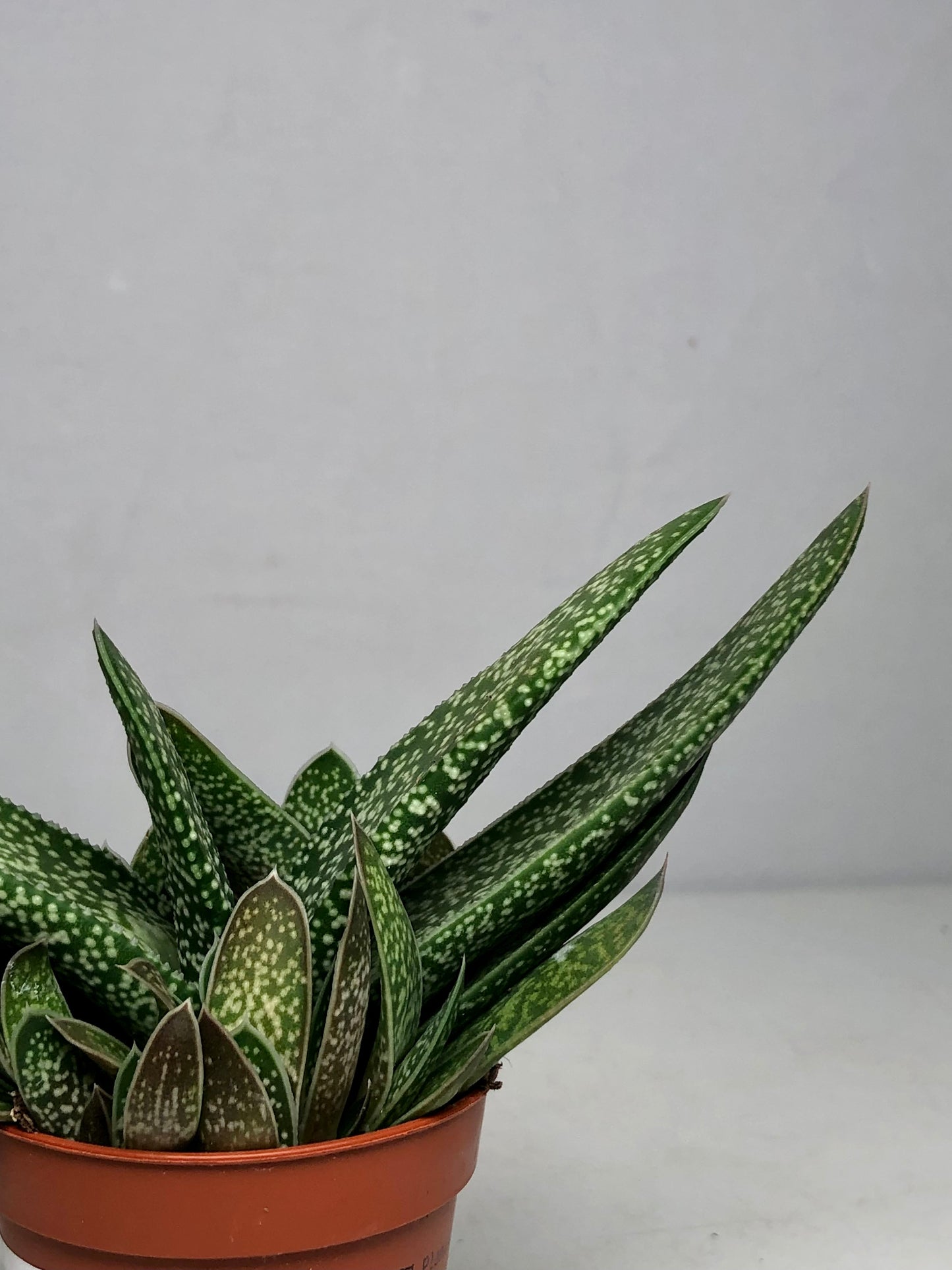 Gasteria Littele Worthy