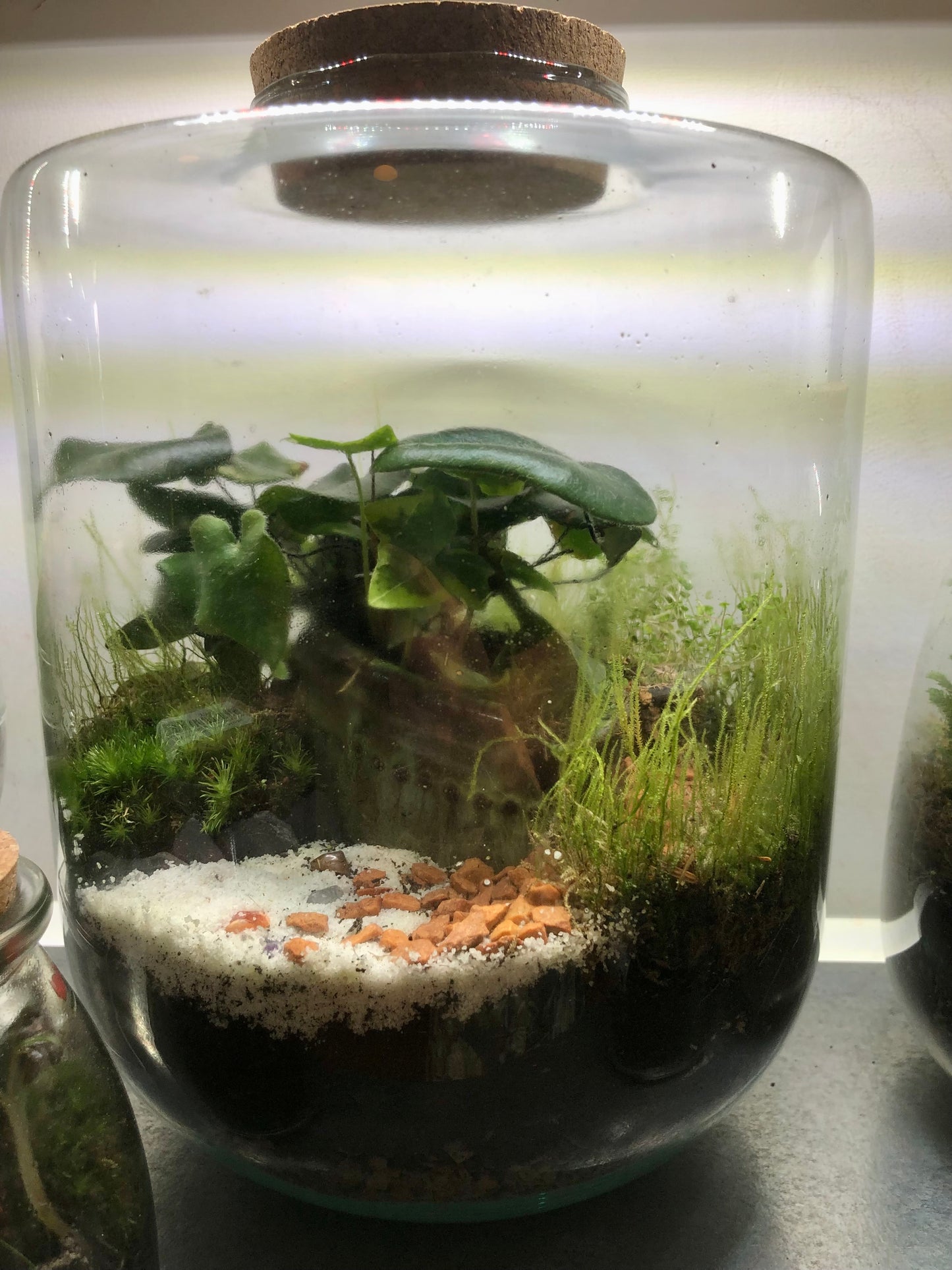 "Melanie" Plant Studio Terrarium lucky dip