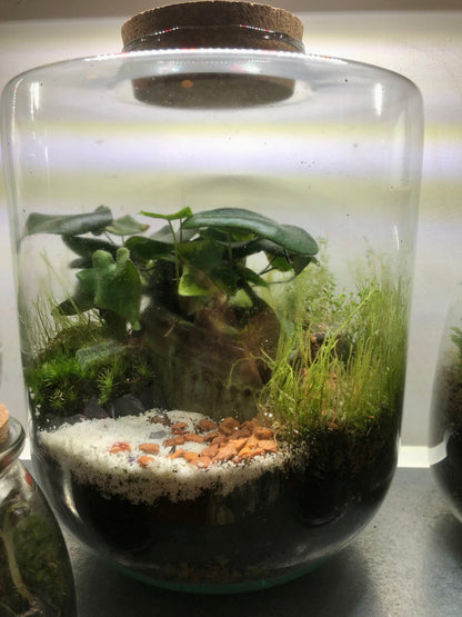 "Melanie" Plant Studio Terrarium lucky dip