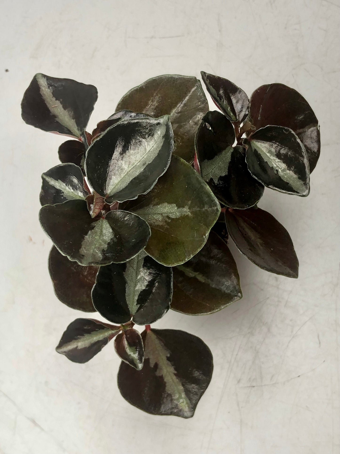 Peperomia Columbiana