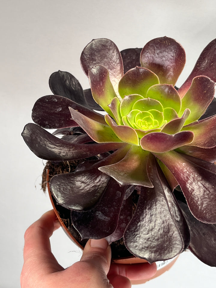 Aeonium Ab. Velours