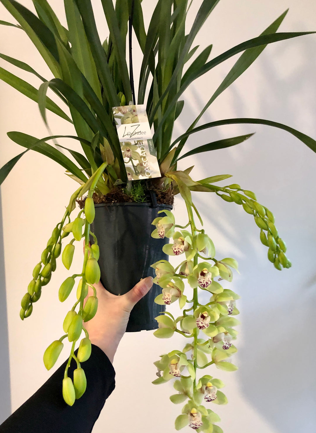 Cymbidium - boat orchid