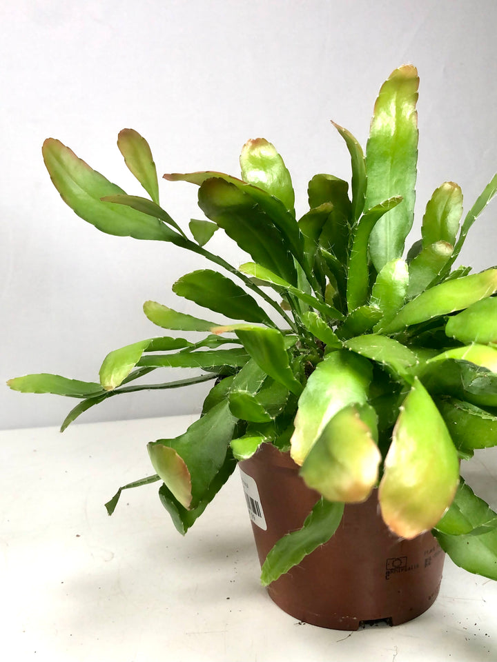 Rhipsalis Red Coral