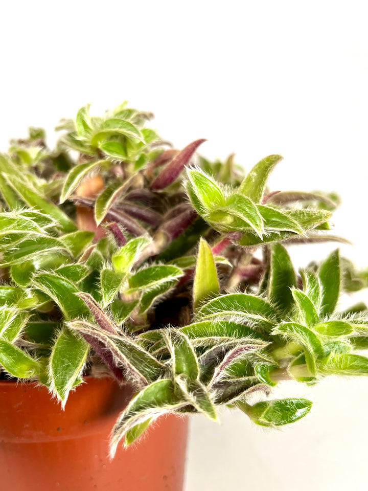 Cyanotis somaliensis - Kitten ears - pussy ears