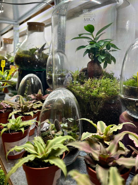 Plant Studio Terrarium