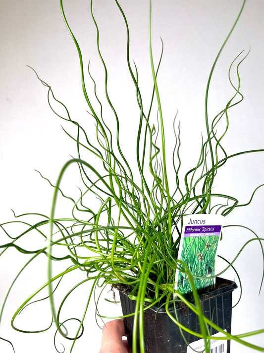 Juncus Spiralis Fern - corkscrew rush