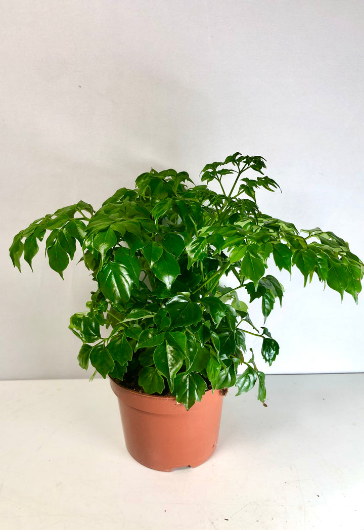 Radermachera - China Doll Plant