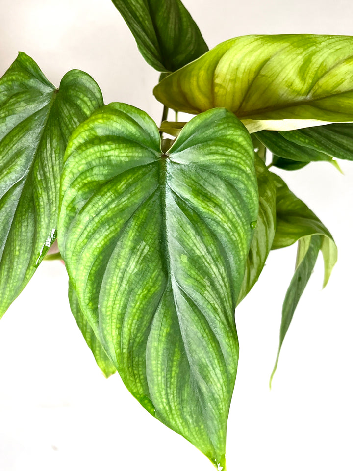 Philodendron Plowmanii