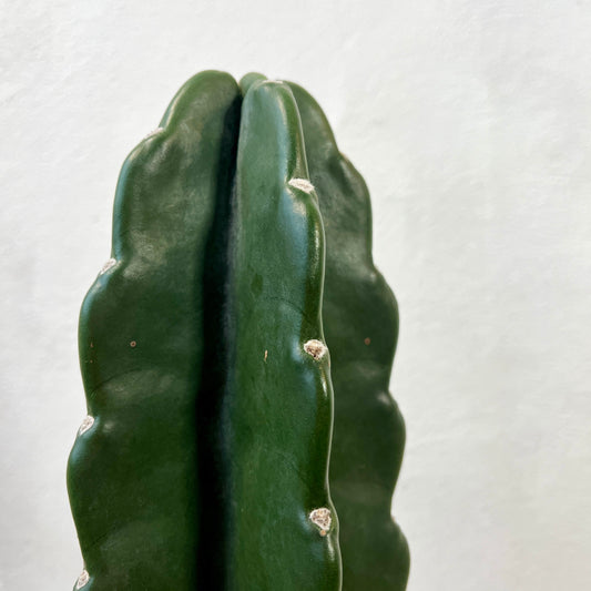 Cuddly Cactus -Cereus jamacaru hybrid- – Spineless Wonder
