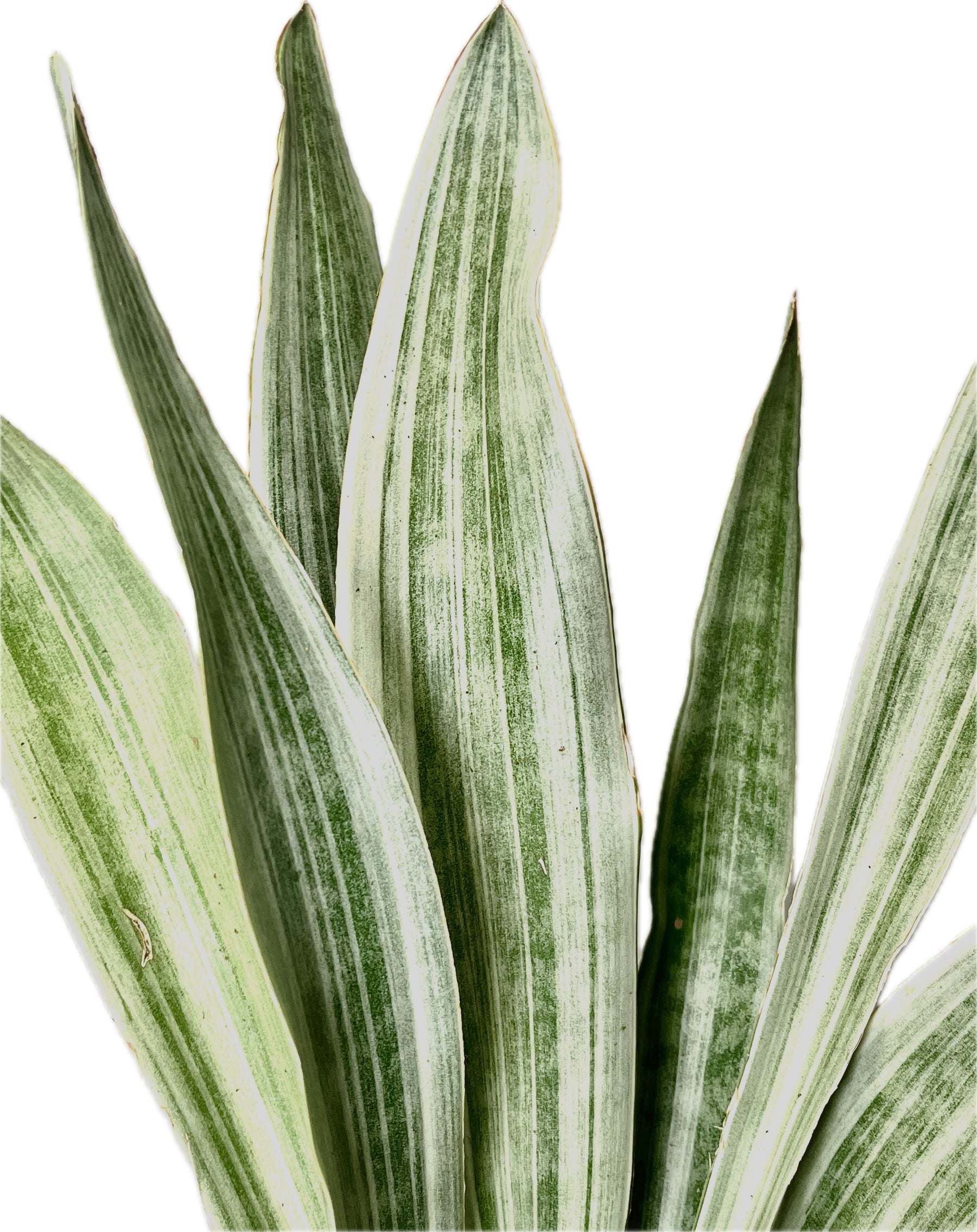 sansevieria metallica for sale Sansevieria Aubrytniana Metallica – Plant Studio