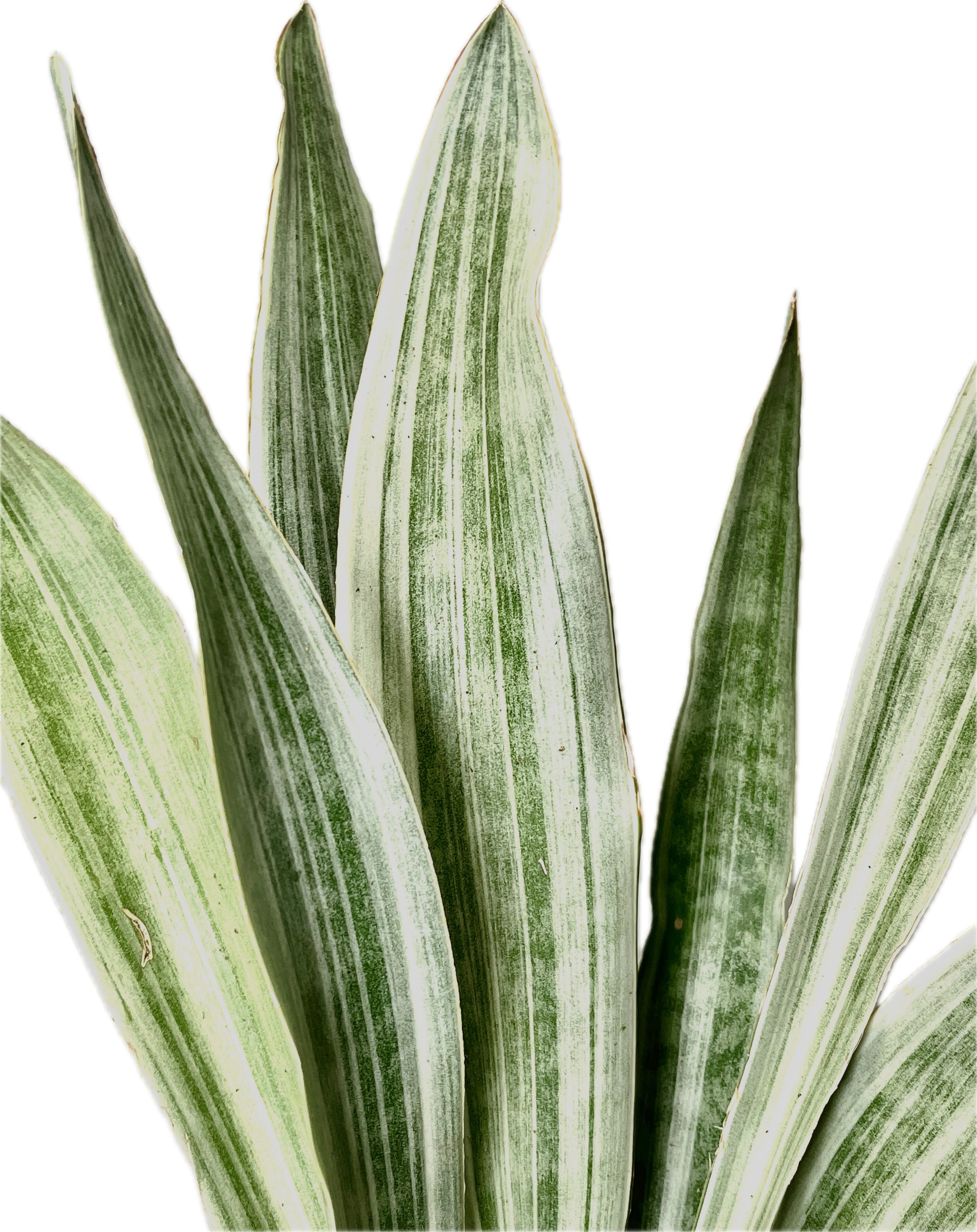 Sansevieria Aubrytniana Metallica – Plant Studio