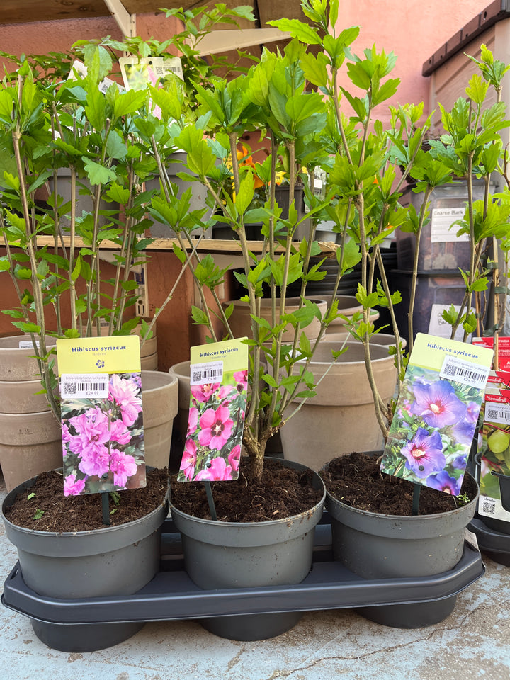 Hibiscus Syriacus lucky dip