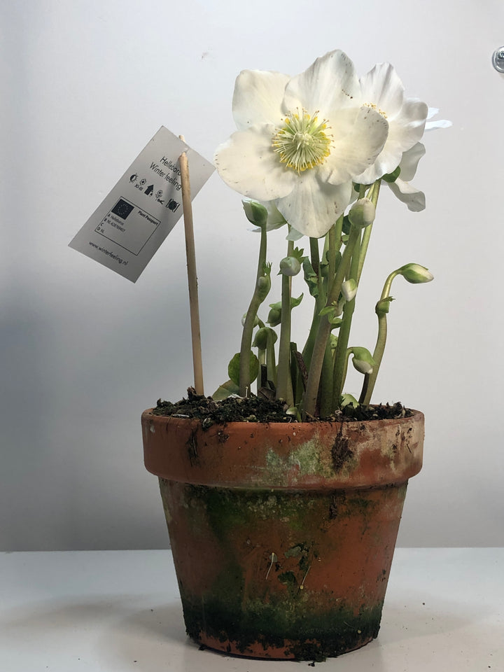 Helleborus niger Winter flower Christmas rose in terracotta