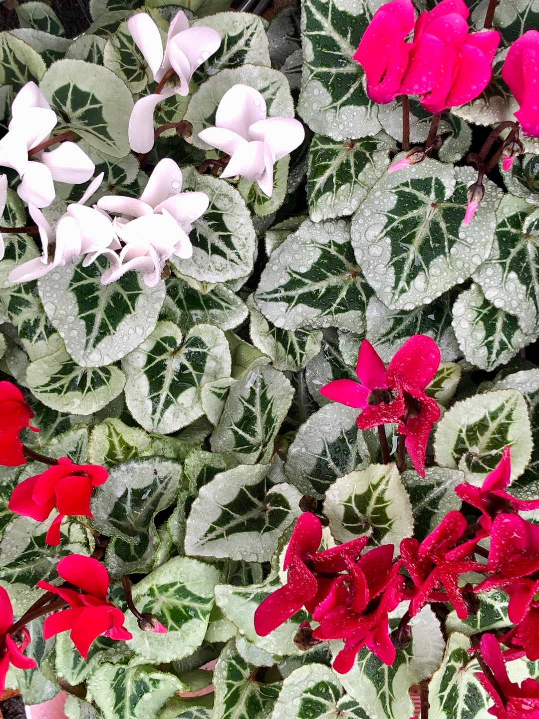 Cyclamen Picasso