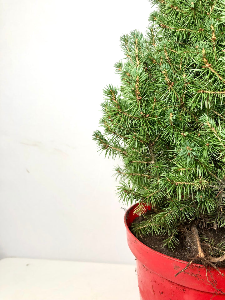 Picea glauca 'Perfecta'