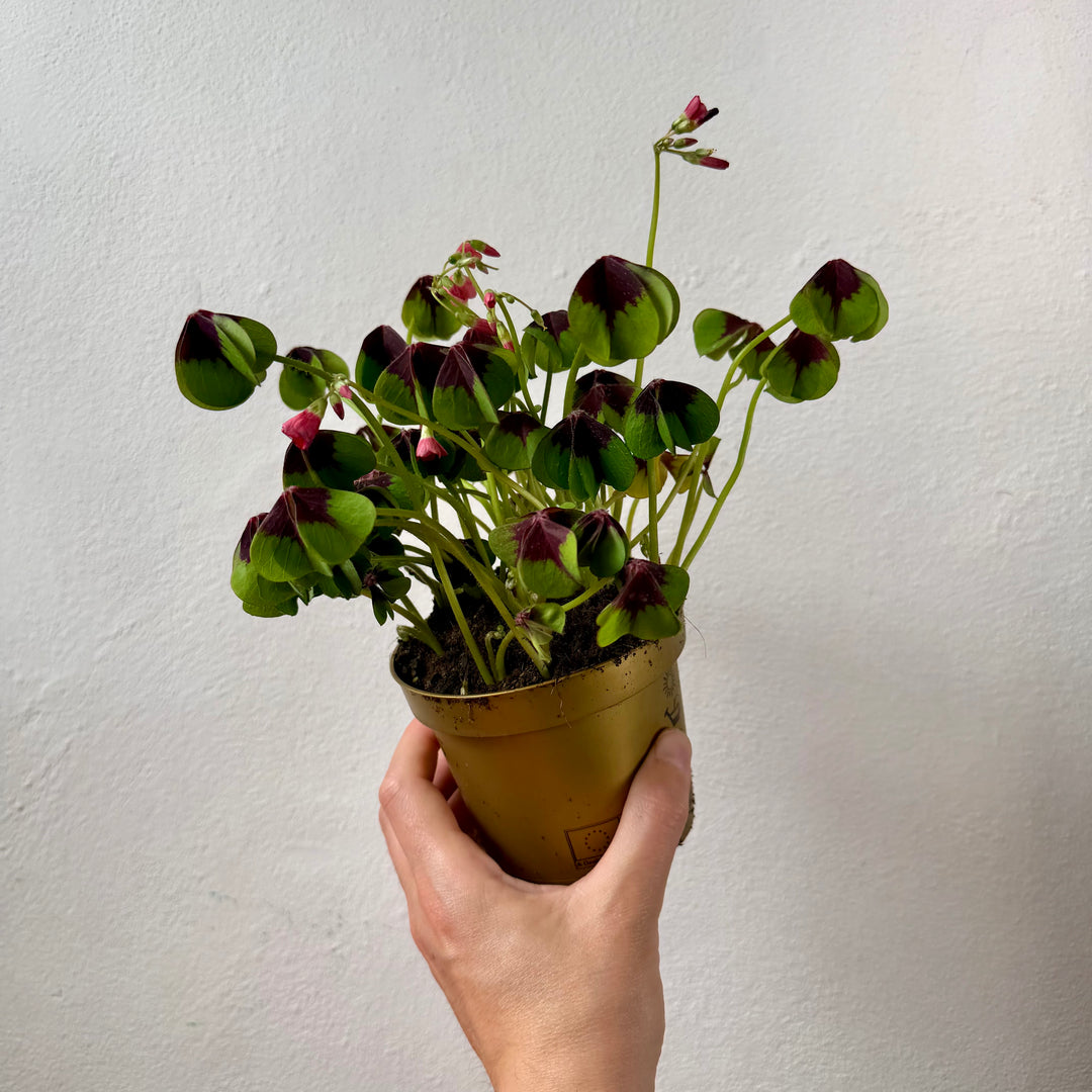 Oxalis Iron Cross - False Shamrock