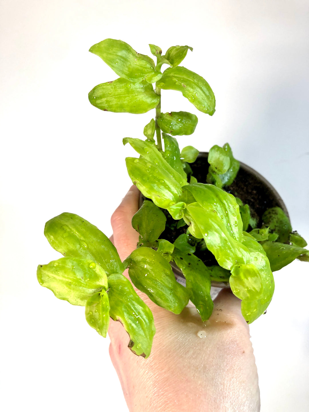 Callisia Repens Aurea