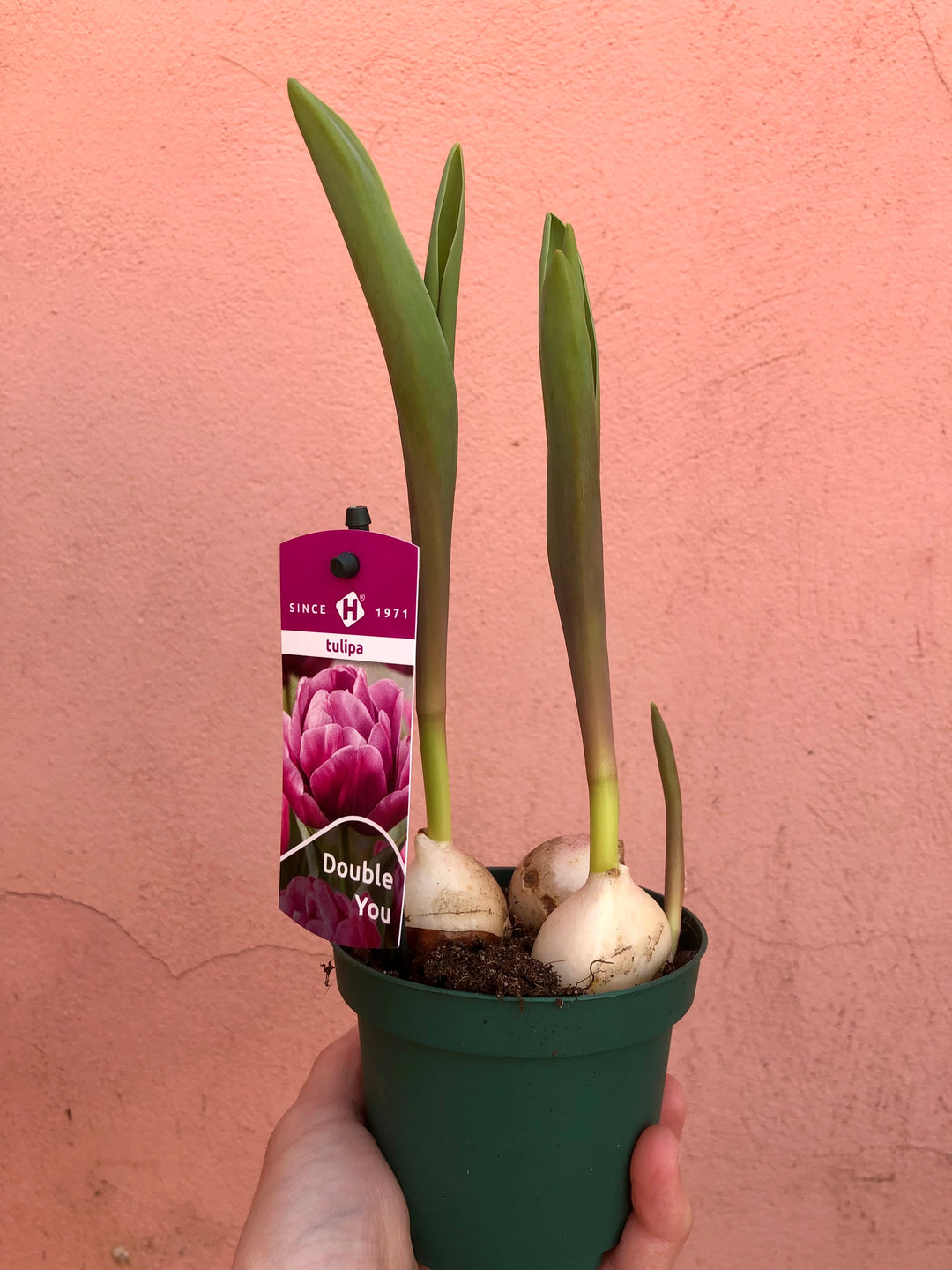 Tulip Dubbel