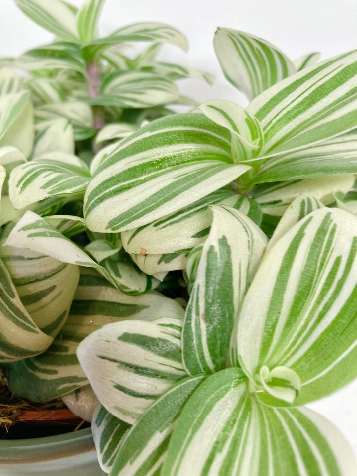 Tradescantia Brightness