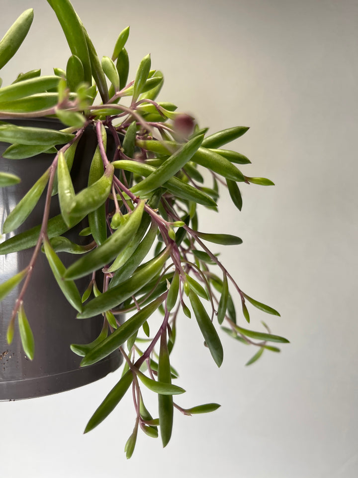 Senecio herreianus ‘Purple Flush'- String of Rubies