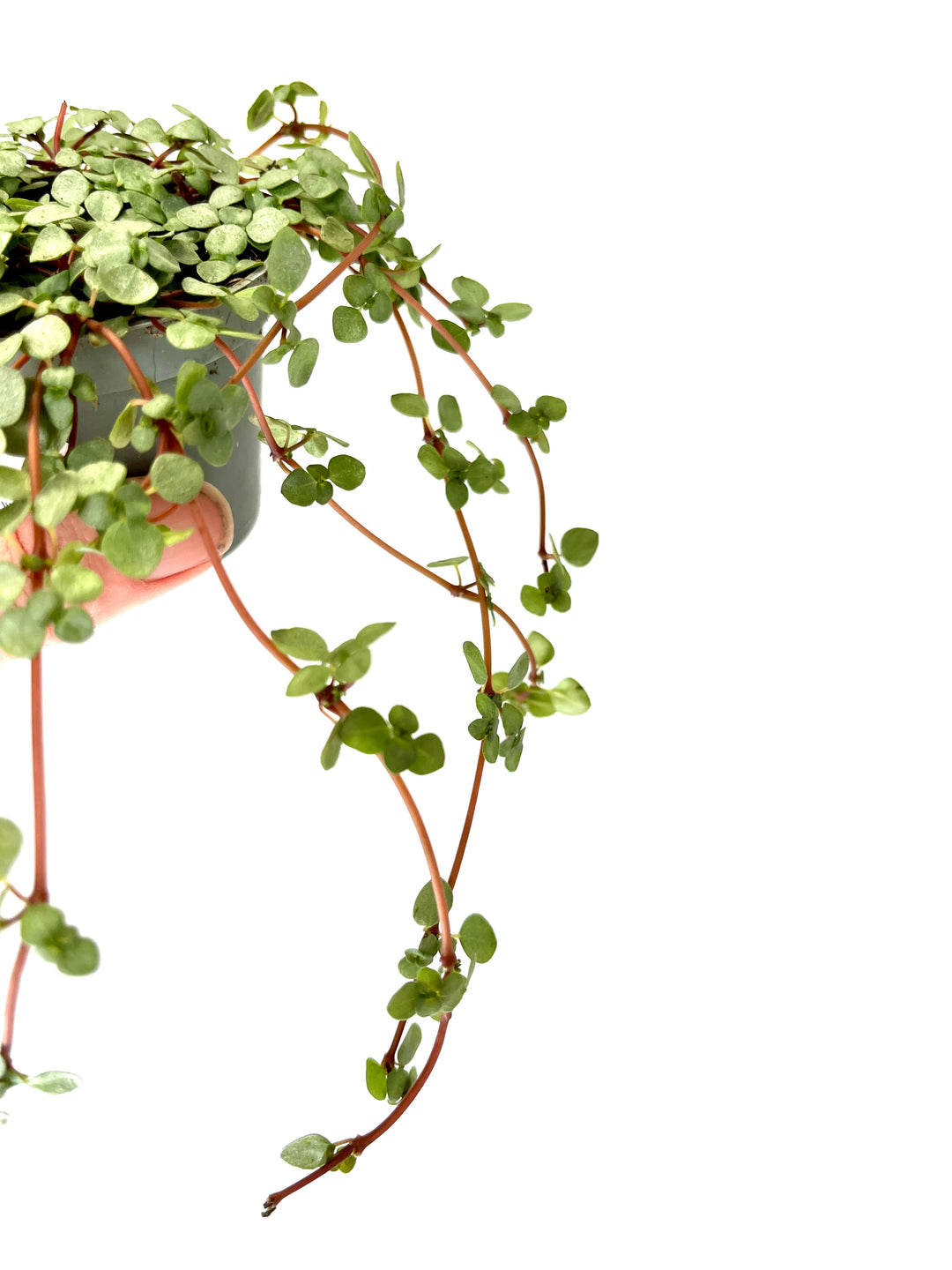 Pilea Glaucophylla Greyzy