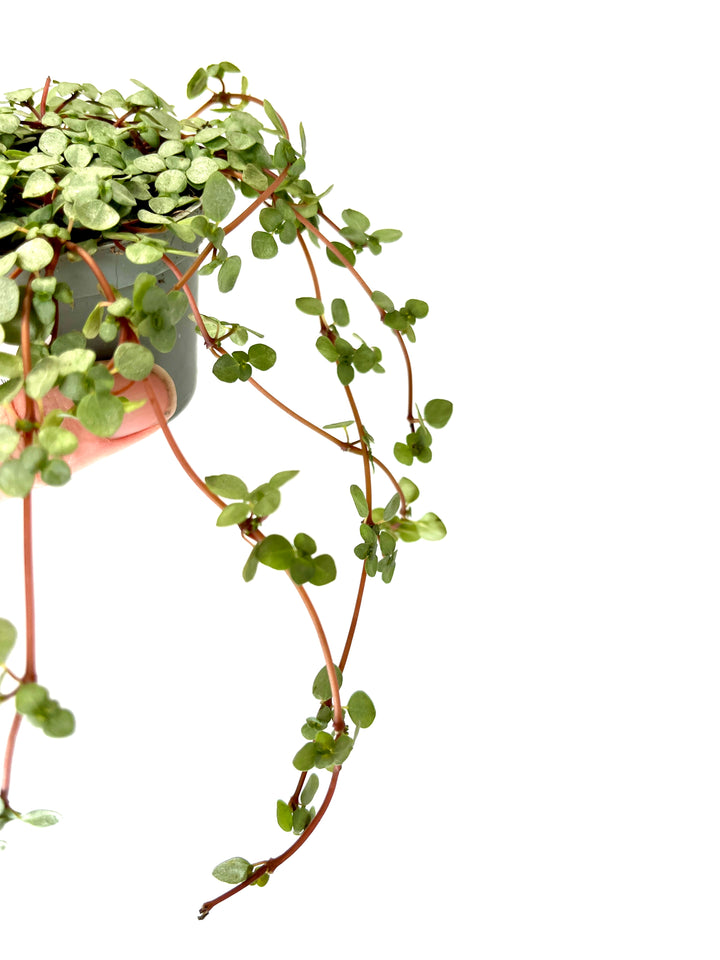 Pilea Glaucophylla Greyzy