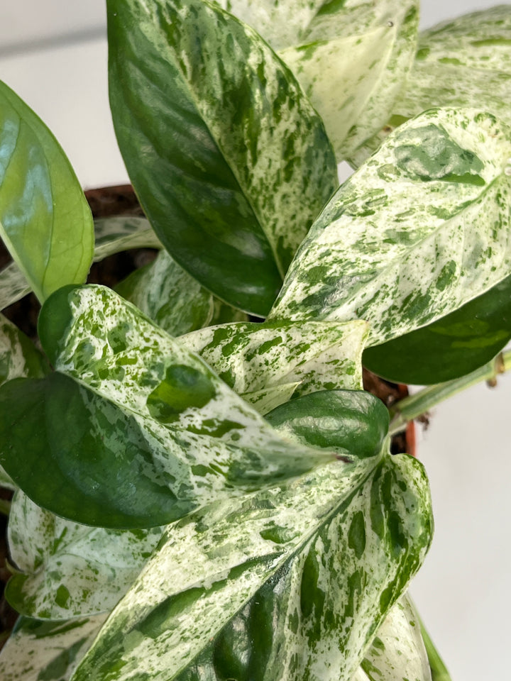 Epipremnum Marble Variegata