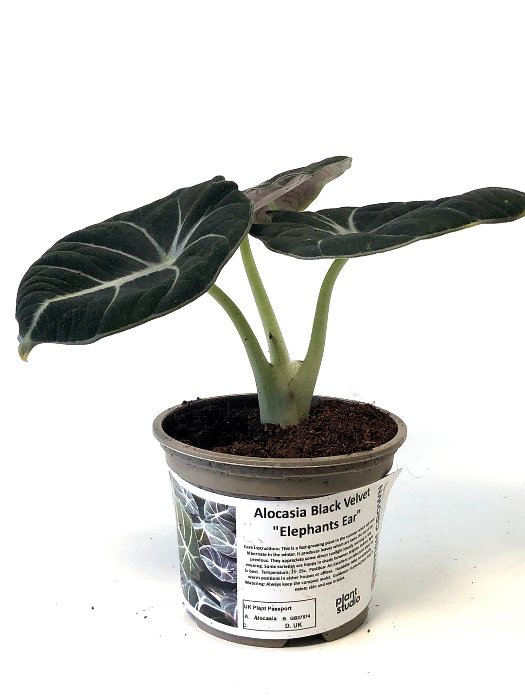 Alocasia Black Velvet