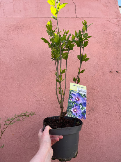 Hibiscus Syriacus lucky dip