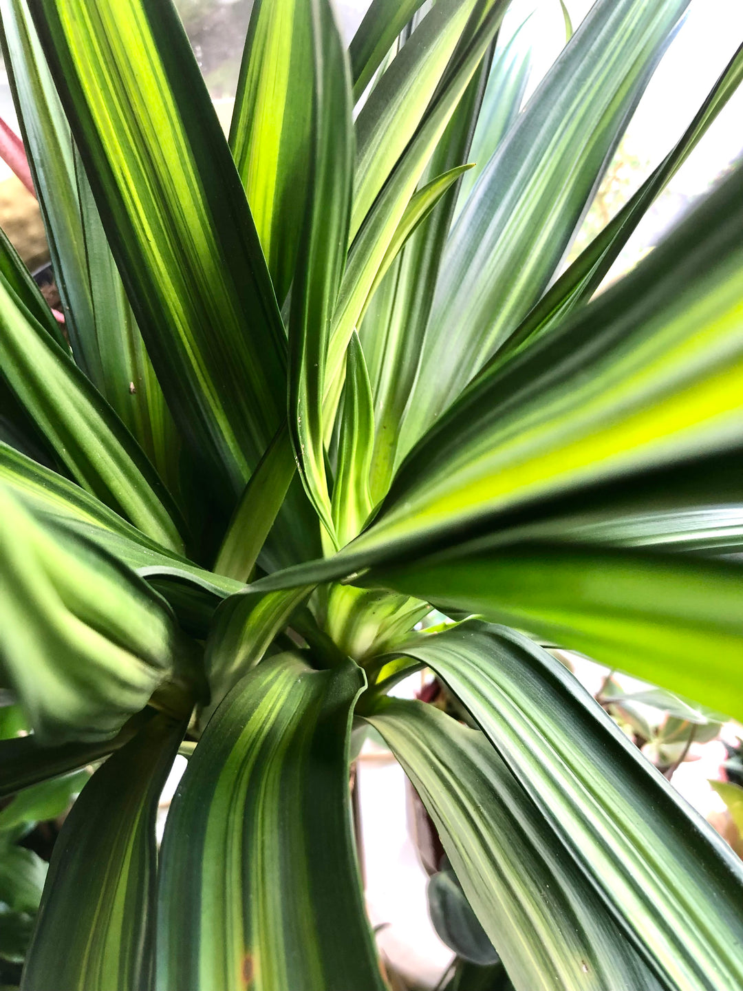 Dracaena Riki