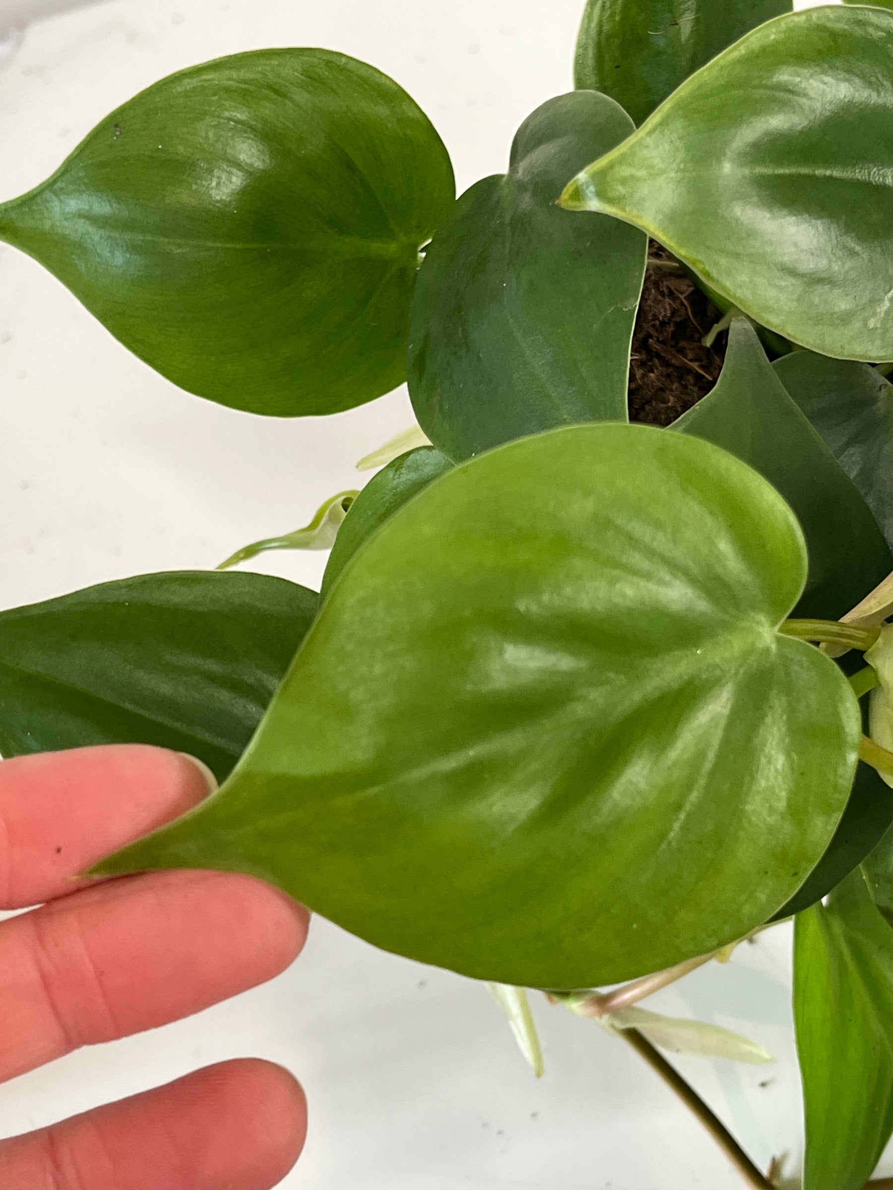 philodendron scandens watering Philodendron Scandens