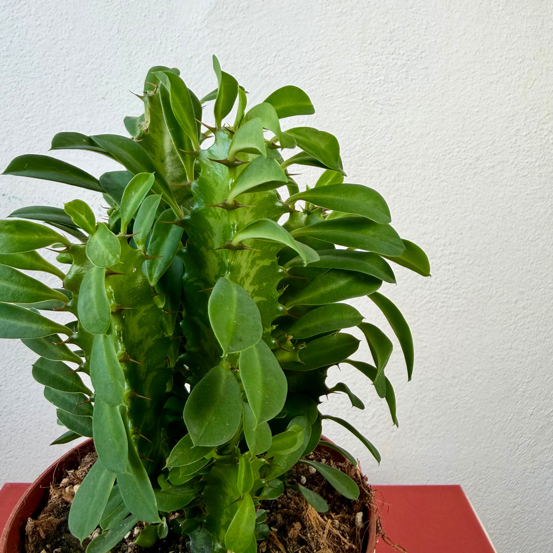 Euphorbia trigona - African Milk Tree