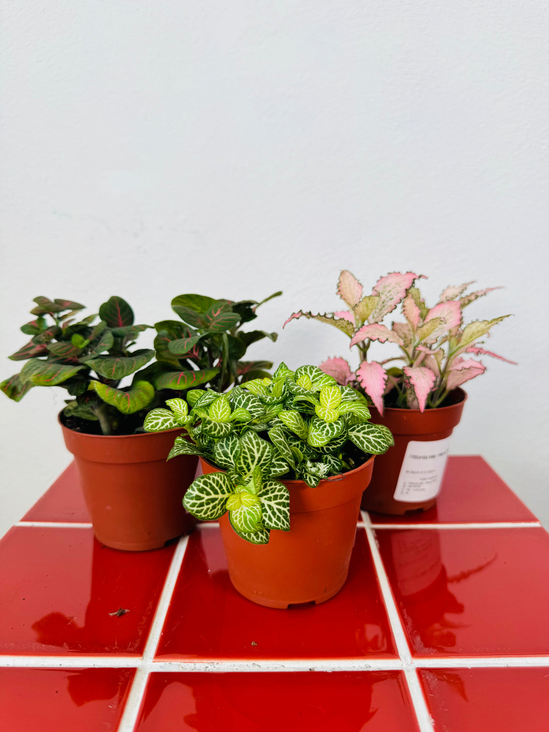 Fittonia Mix -Nerve Plant