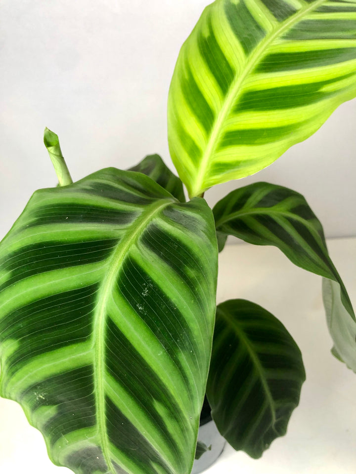 Calathea Zebrina -