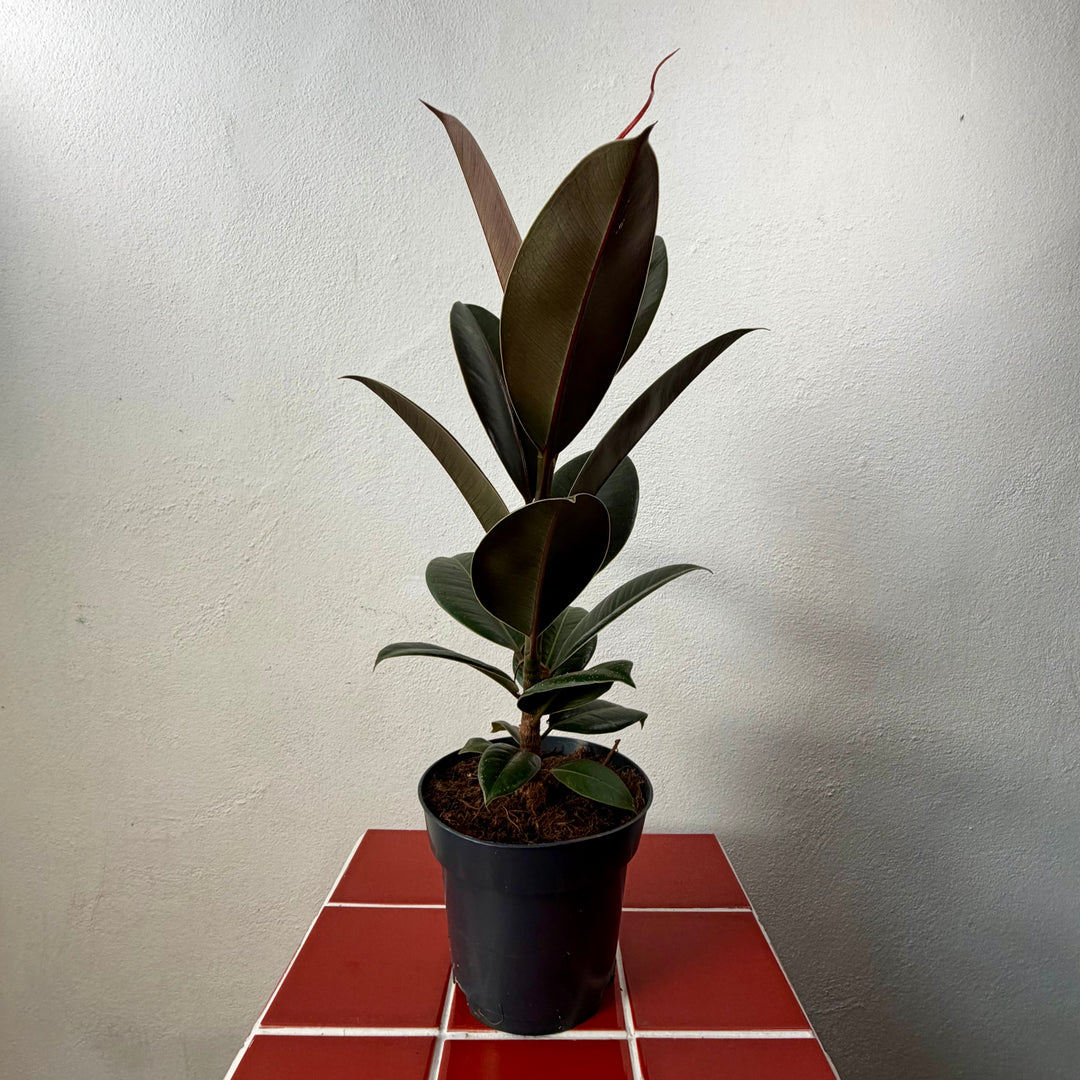 Ficus elastica lucky dip – Rubber Plant