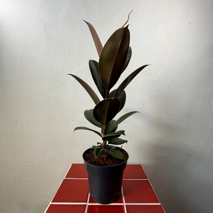 Ficus elastica lucky dip – Rubber Plant