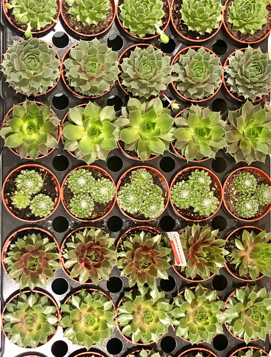 Sempervivum mix - Hens and Chicks