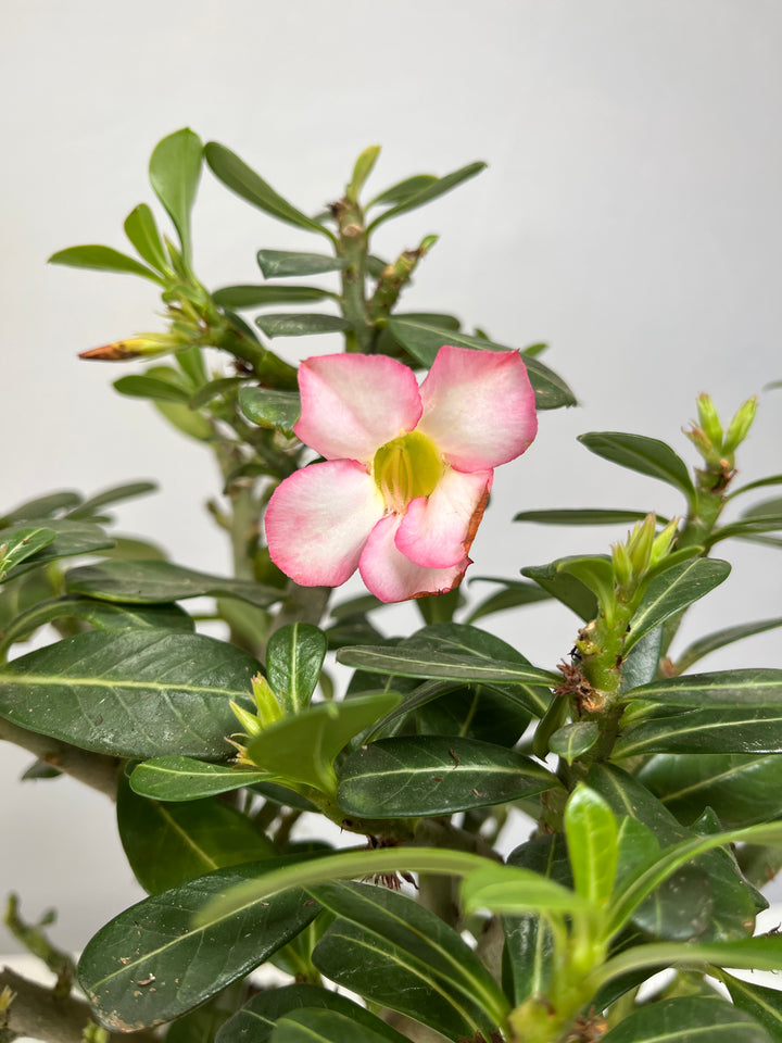 Adenium Pinkstar - Desert Rose