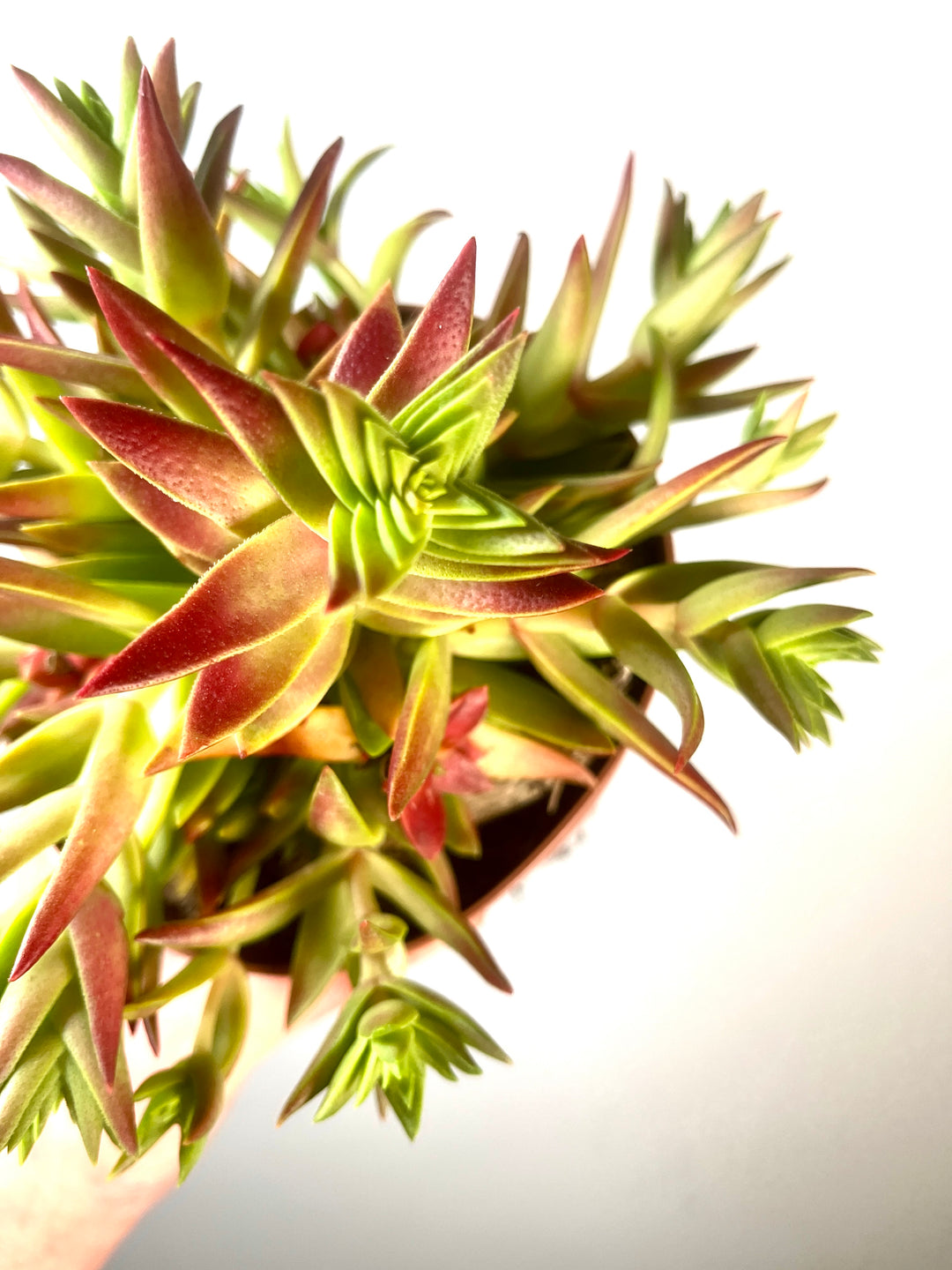 Crassula capitella ‘Red Pagoda’
