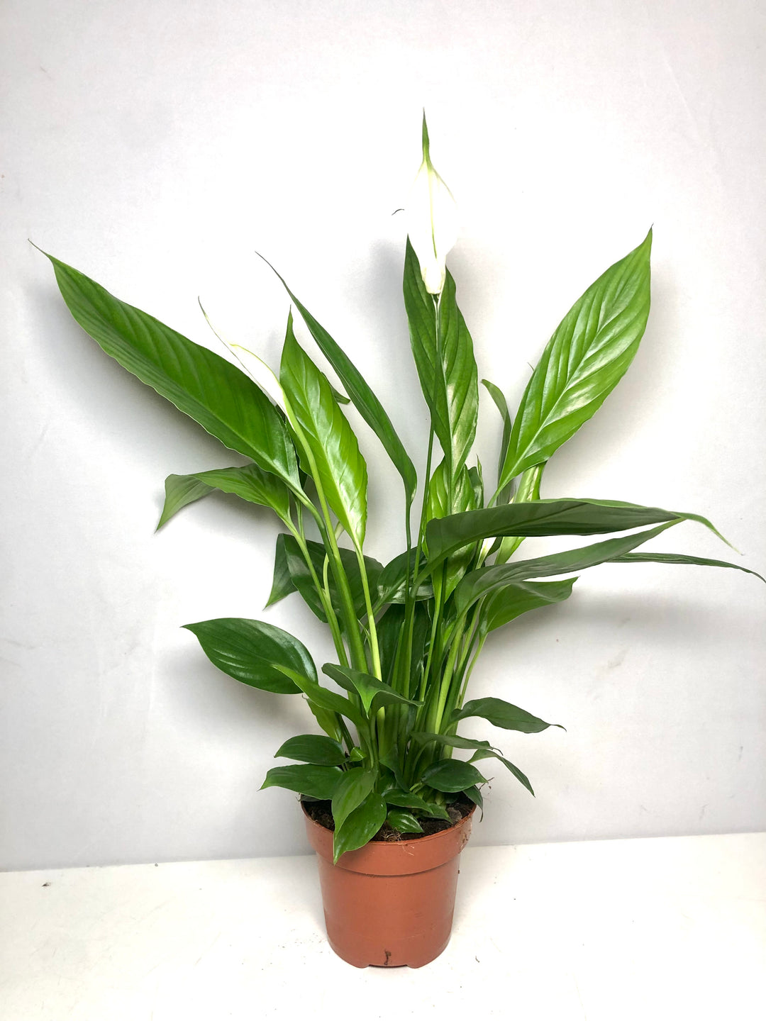 Spathiphyllum Alana - peace lilly