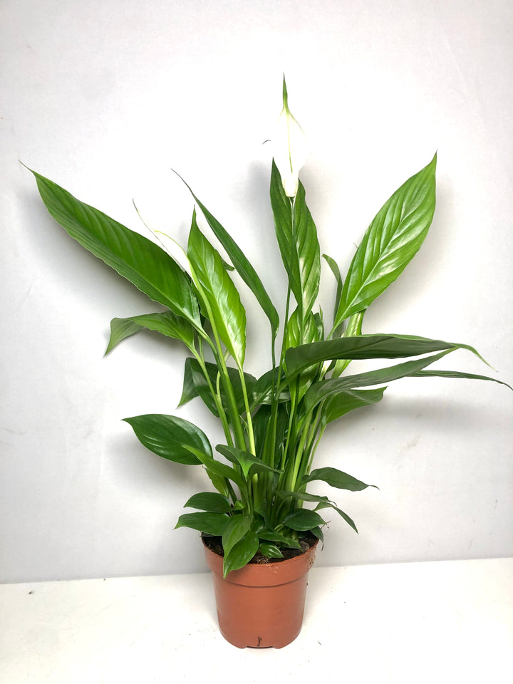 Spathiphyllum Alana - peace lilly