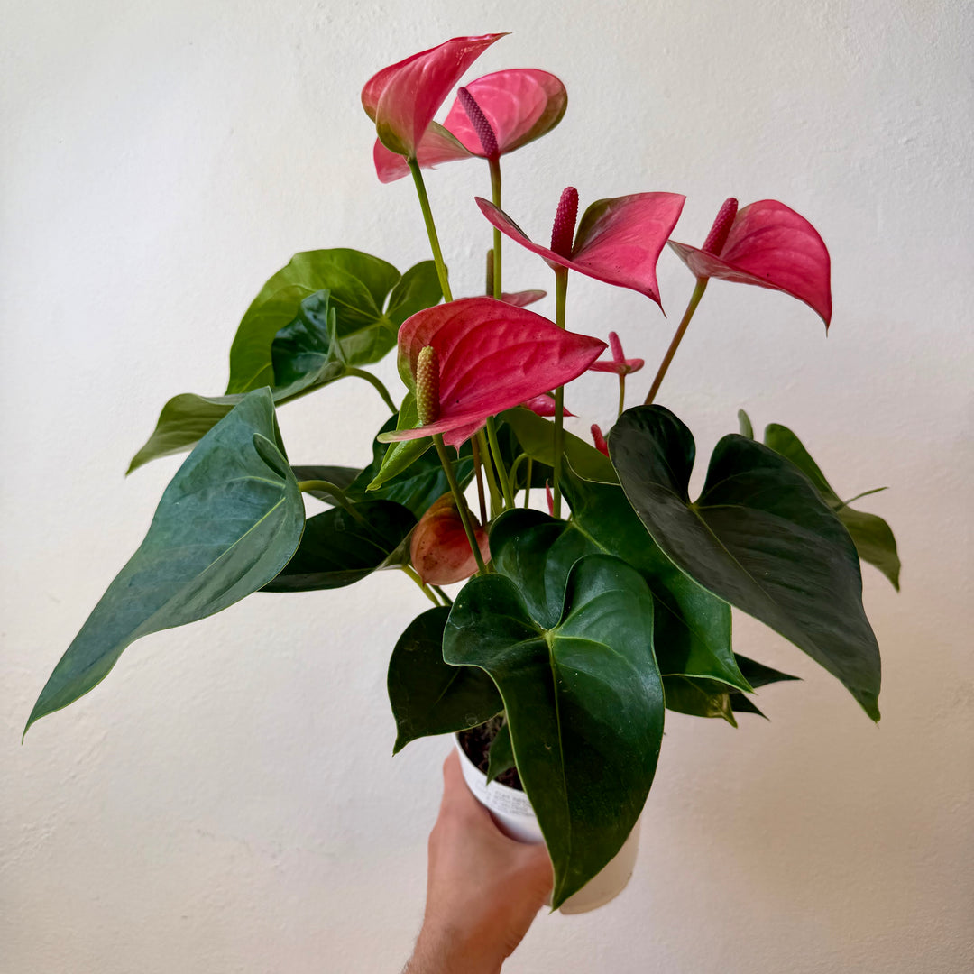 Anthurium Andreanum Pink Champion