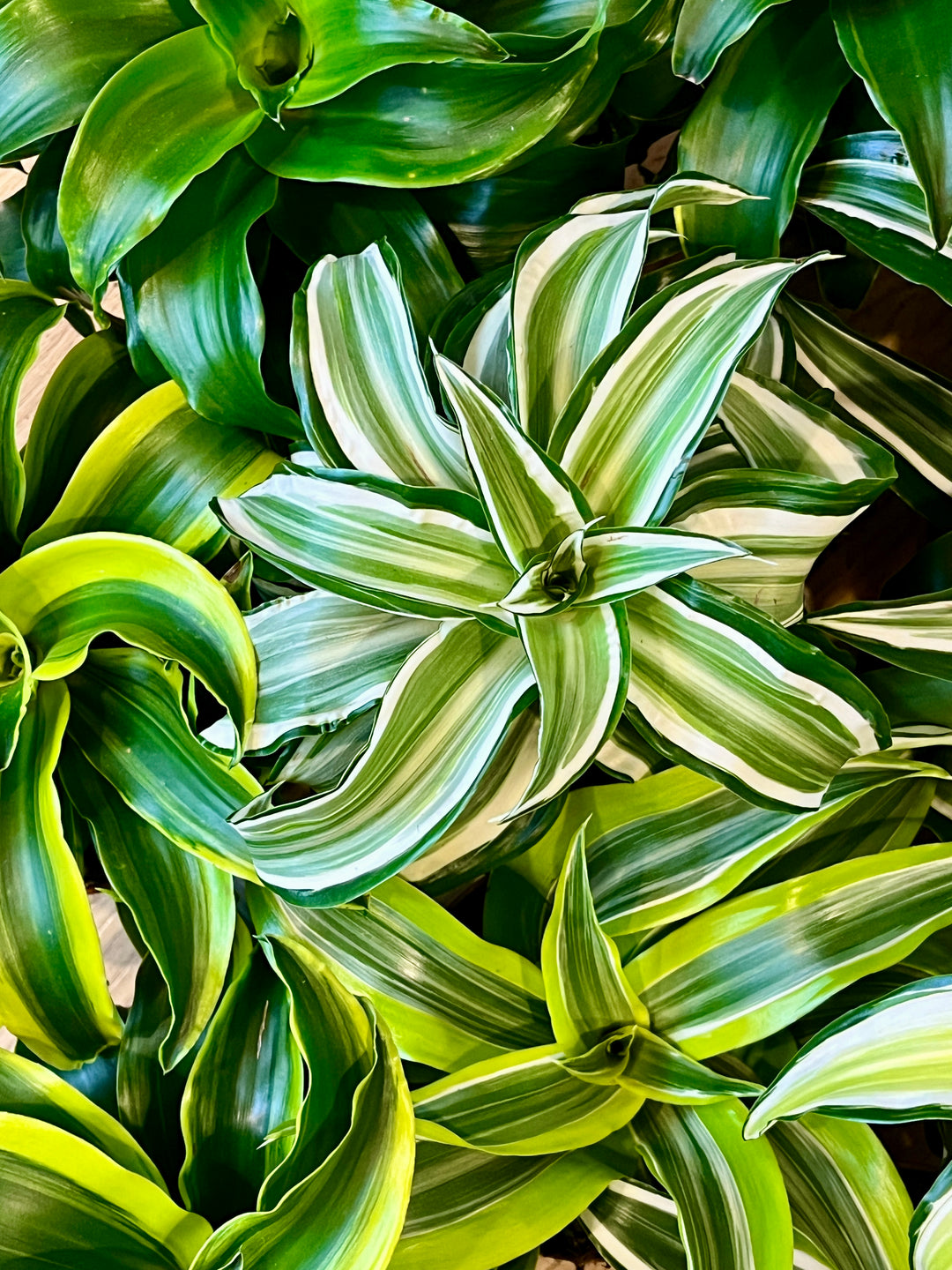 Dracaena Kopstek Mix