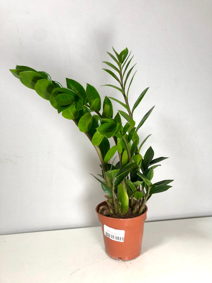 Zamioculcas Zamifolia- ZZ plant
