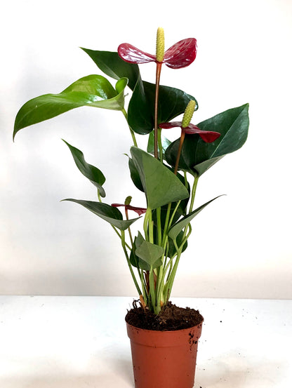 Anthurium Andraeanum 'Red'