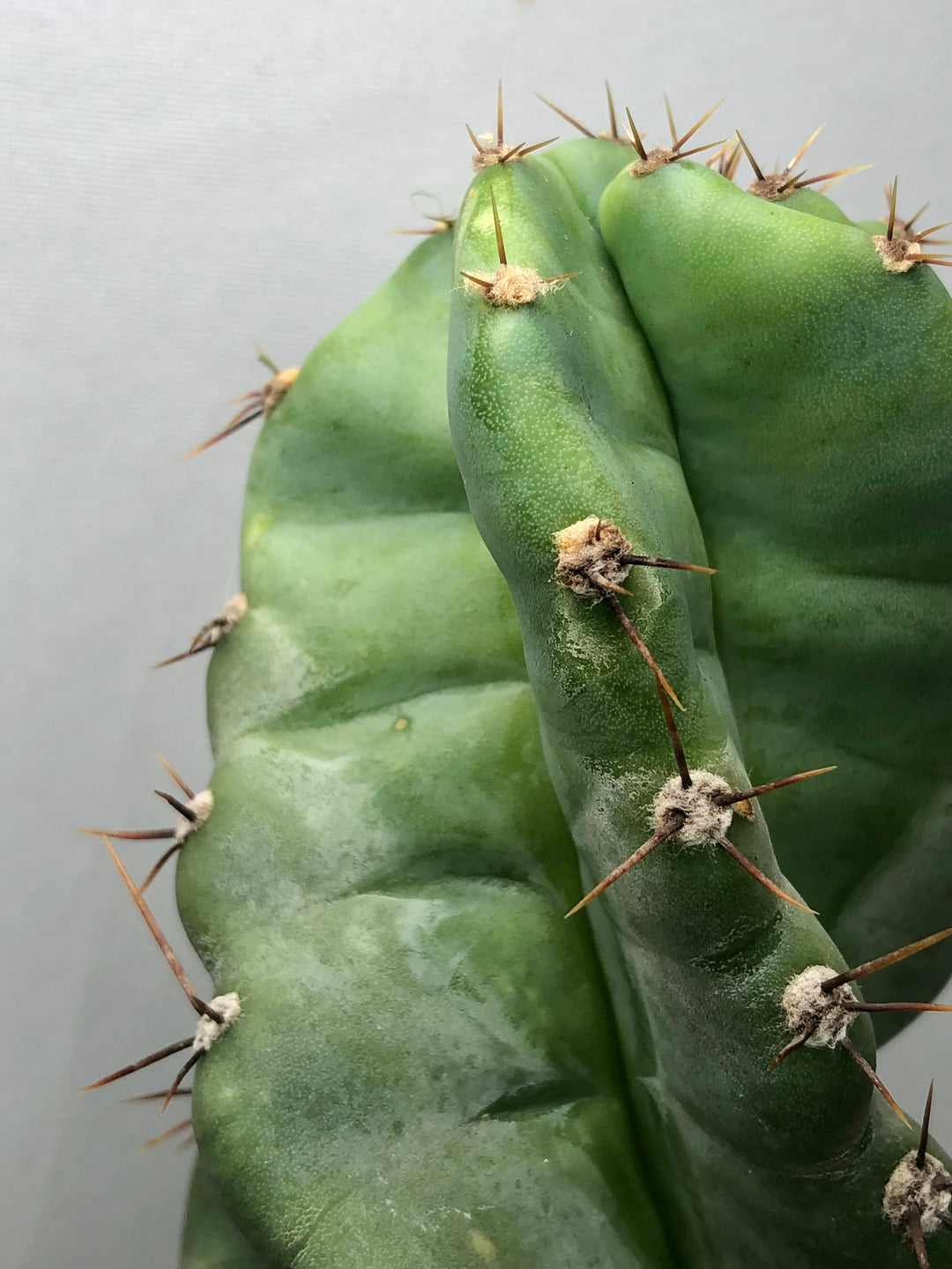 Cereus Forbesii Spirals - Twisted Cereus